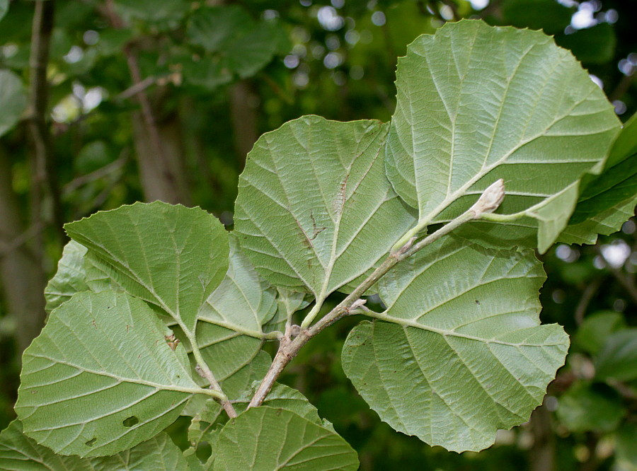 Image of Parrotiopsis jacquemontiana specimen.