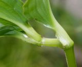 Tinantia erecta. Часть побега с основаниями листьев ('Purpurea'). Германия, г. Крефельд, Ботанический сад. 06.09.2014.
