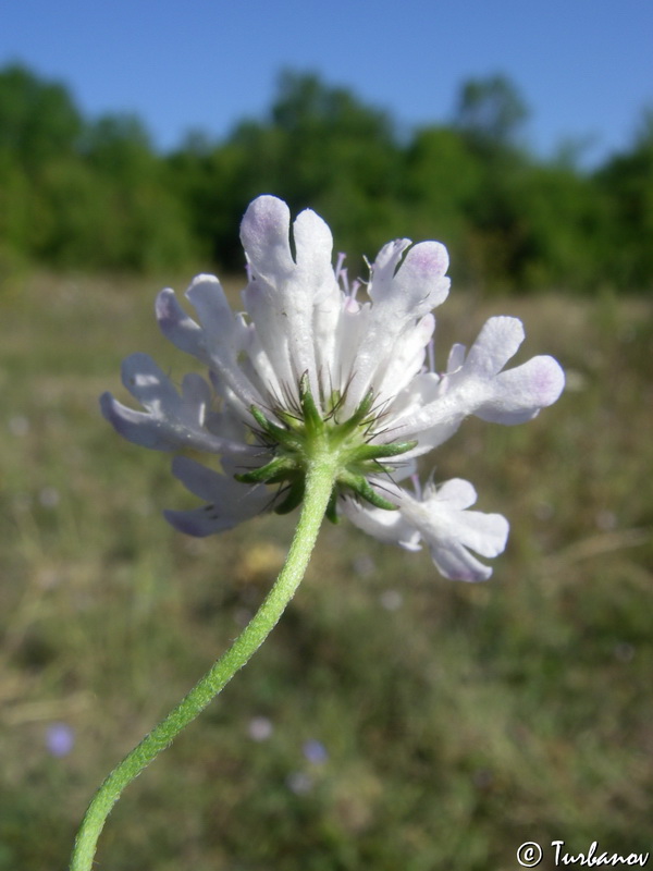 Image of Scabiosa praemontana specimen.