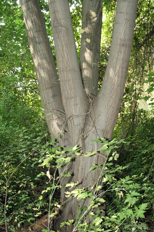 Image of Tilia petiolaris specimen.