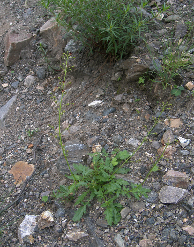 Image of Scrophularia olympica specimen.