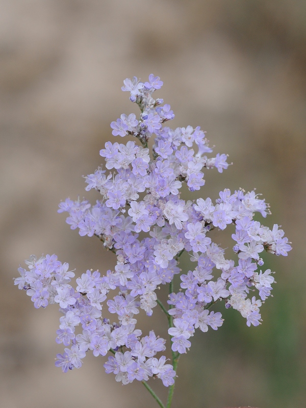 Image of Limonium popovii specimen.