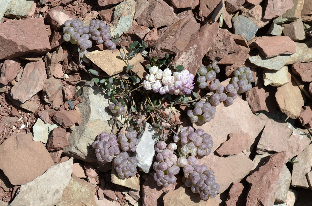 Image of Didymophysa fedtschenkoana specimen.