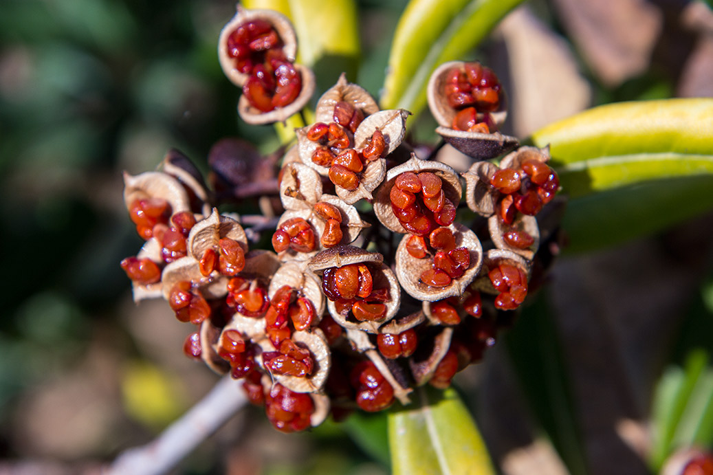 Image of Pittosporum tobira specimen.