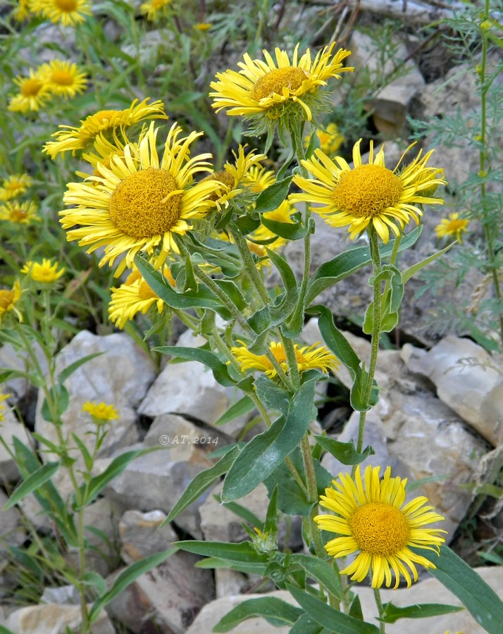 Image of Inula britannica specimen.