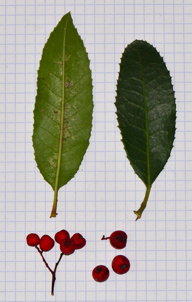 Image of Heteromeles arbutifolia specimen.