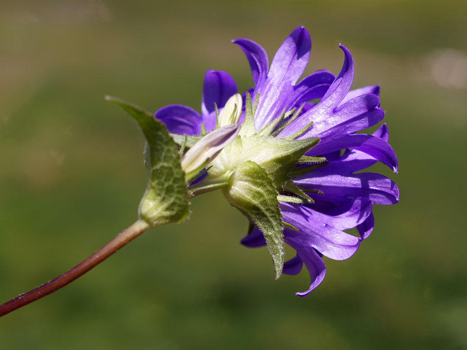 Image of Campanula glomerata specimen.