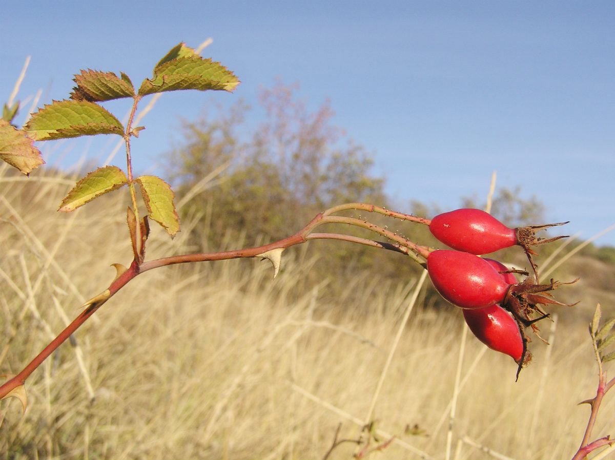 Image of genus Rosa specimen.