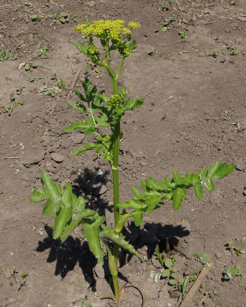 Image of Pastinaca sativa specimen.