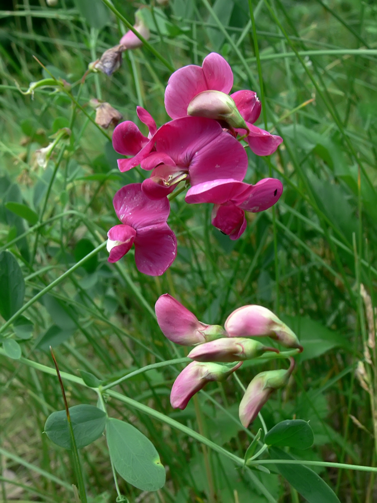 Изображение особи Lathyrus tuberosus.