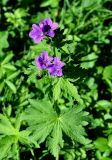 Geranium sylvaticum. Верхушка цветущего растения. Карачаево-Черкесия, окр. пос. Архыз, долина р. София, ≈ 1900 м н.у.м., субальпийский луг, берег ручья. 18.06.2015.