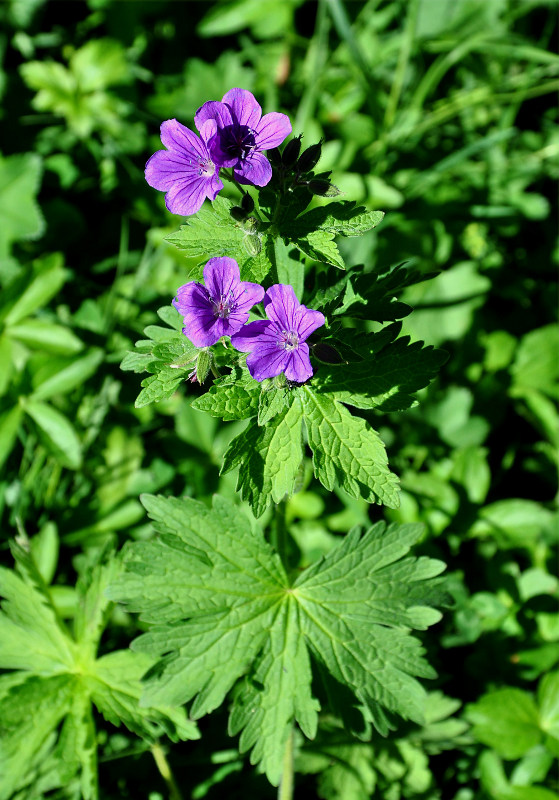 Image of Geranium sylvaticum specimen.