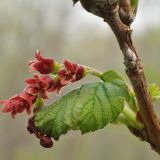 Ribes latifolium. Часть распускающегося побега с соцветием. Приморский край, Уссурийский р-н, Горнотаёжный дендрарий ДВО РАН. 02.05.2014.