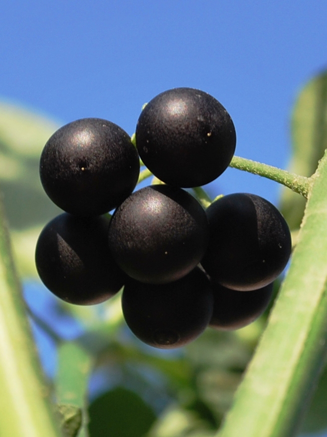 Изображение особи Solanum nigrum.