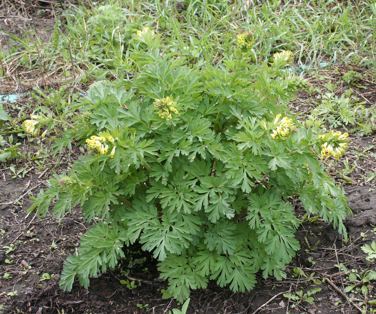 Изображение особи Corydalis nobilis.