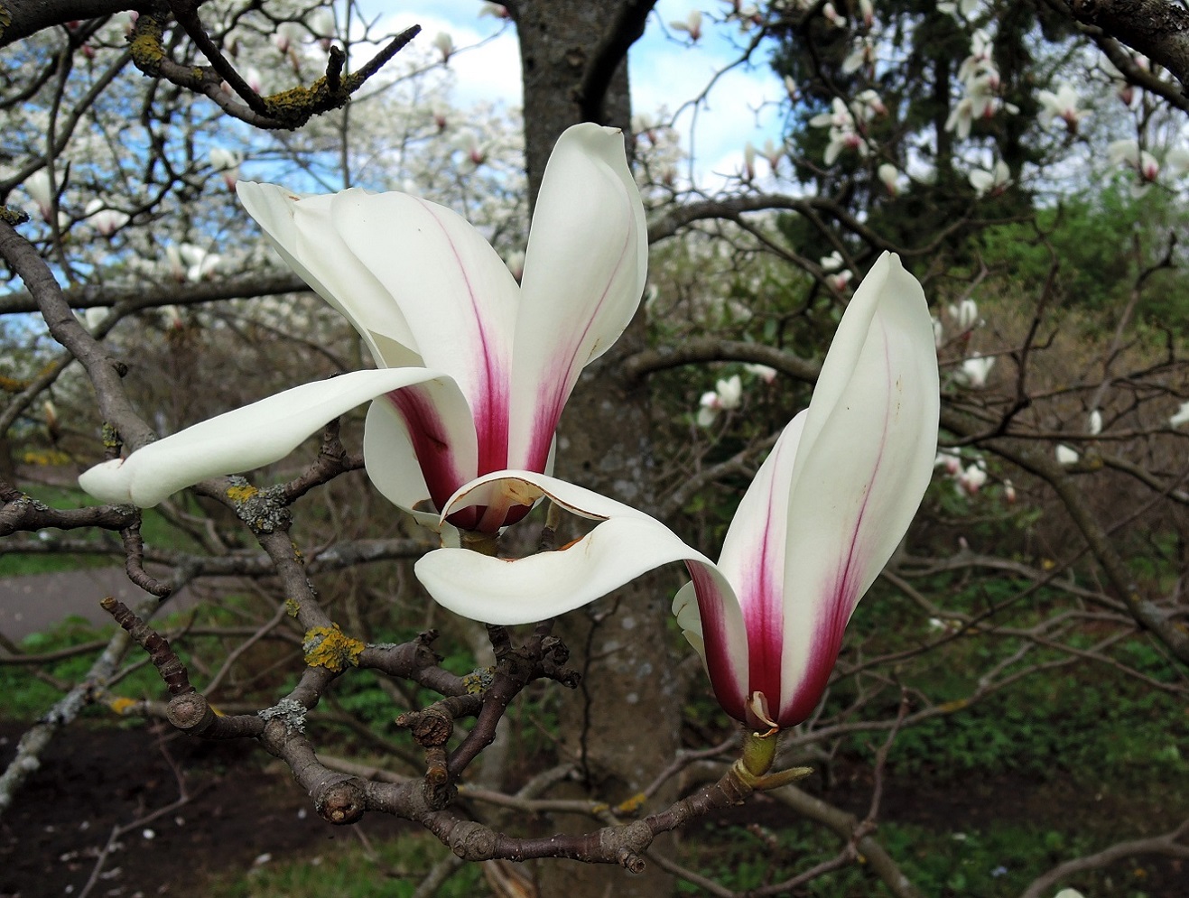 Image of Magnolia cylindrica specimen.