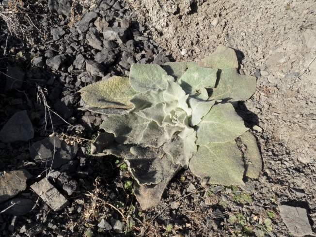 Image of genus Verbascum specimen.