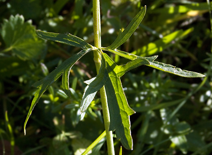 Image of Ranunculus acris specimen.