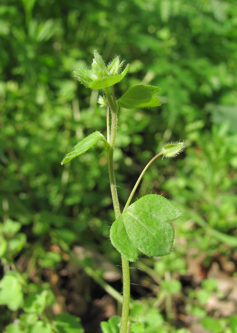 Изображение особи Veronica hederifolia.