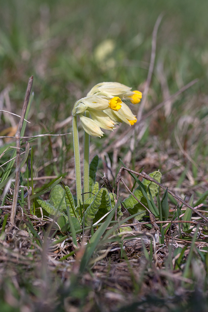 Image of Primula veris specimen.