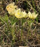 Pulsatilla orientali-sibirica. Цветущие растения. Республика Бурятия, Кабанский р-н, окр. с. Инкино, степной склон. 21.05.2016.