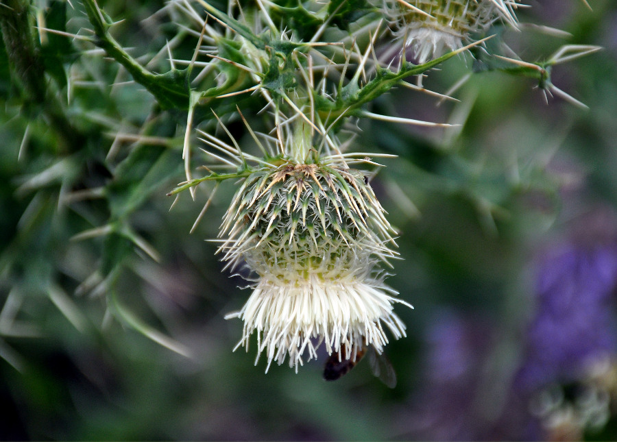 Изображение особи Cirsium echinus.