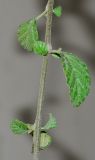 Cordia parvifolia