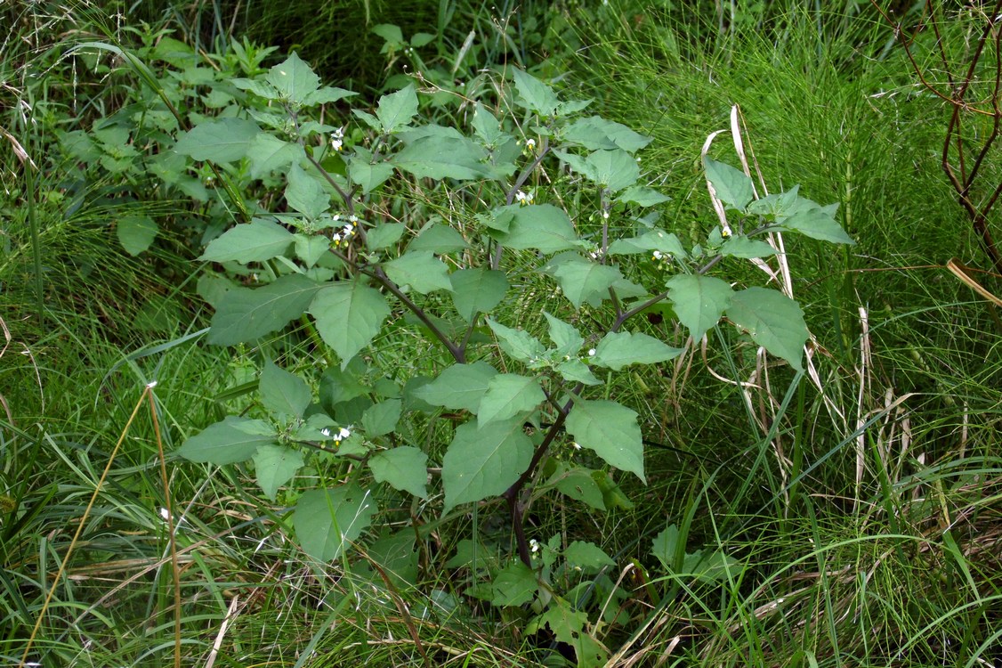 Изображение особи Solanum nigrum ssp. schultesii.