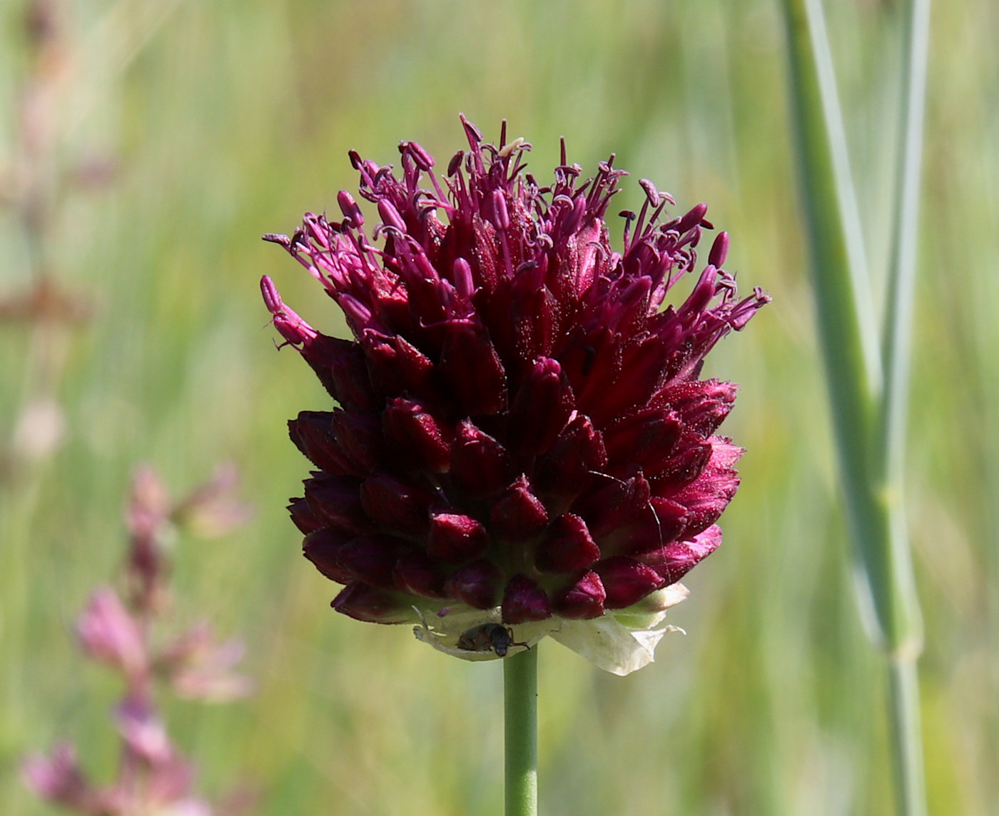 Image of Allium sphaerocephalon specimen.