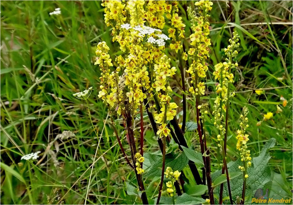 Изображение особи Verbascum nigrum.