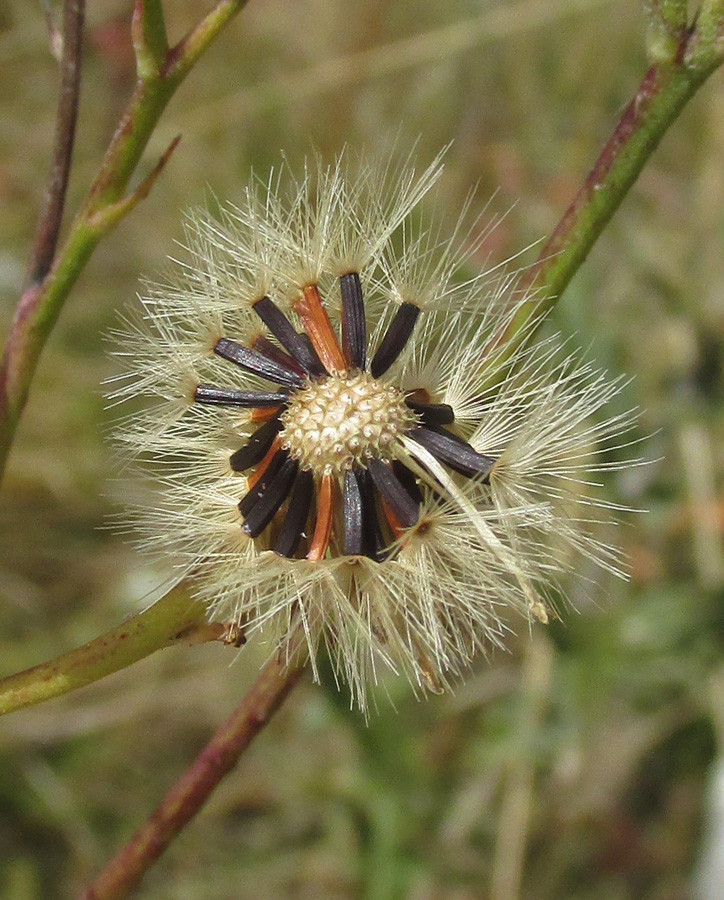 Image of Hieracium virosum specimen.