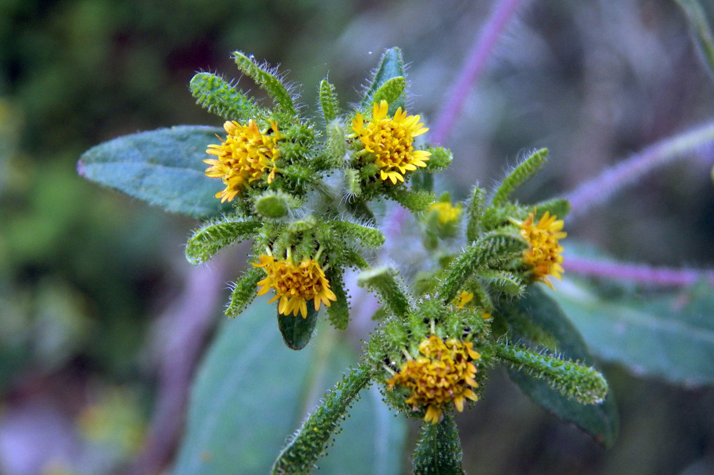 Image of Sigesbeckia orientalis specimen.