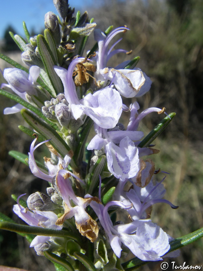 Image of Rosmarinus officinalis specimen.