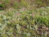 Pulsatilla ucrainica. Плодоносящие растения. Украина, г. Запорожье, балка Партизанская, степной участок на склоне. 23.04.2016.