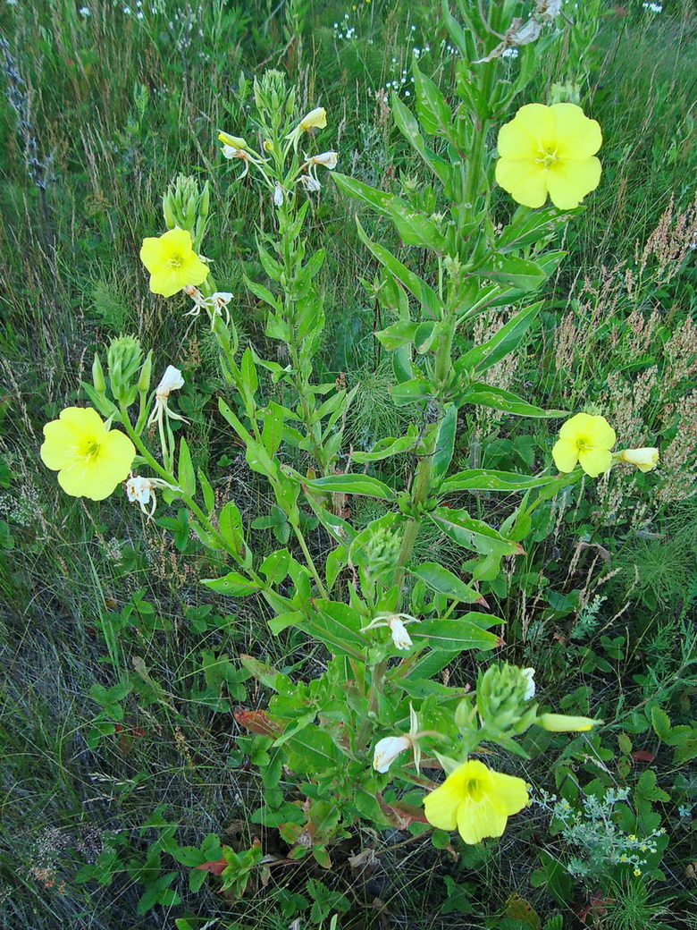 Image of Oenothera biennis specimen.