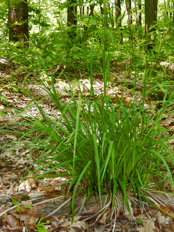 Image of Carex sylvatica specimen.