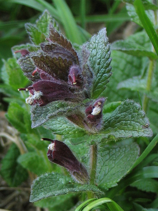 Image of Bartsia alpina specimen.