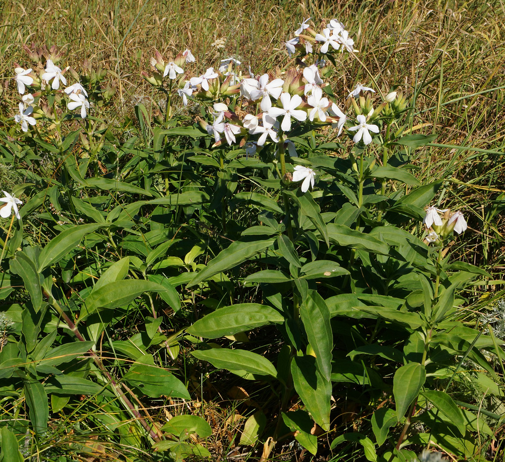 Image of Saponaria officinalis specimen.