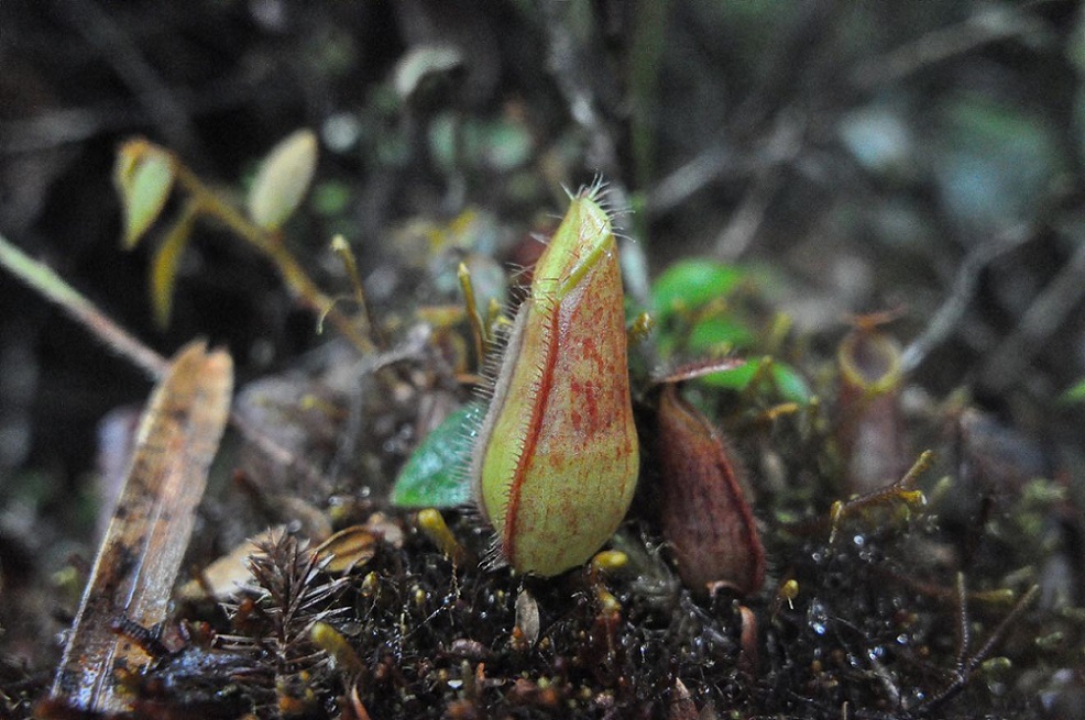 Image of genus Nepenthes specimen.