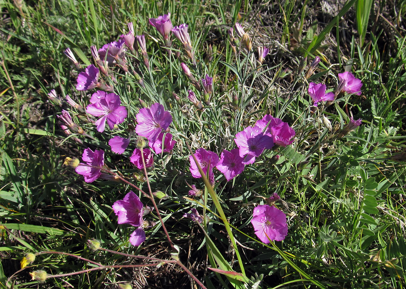 Image of Dianthus versicolor specimen.