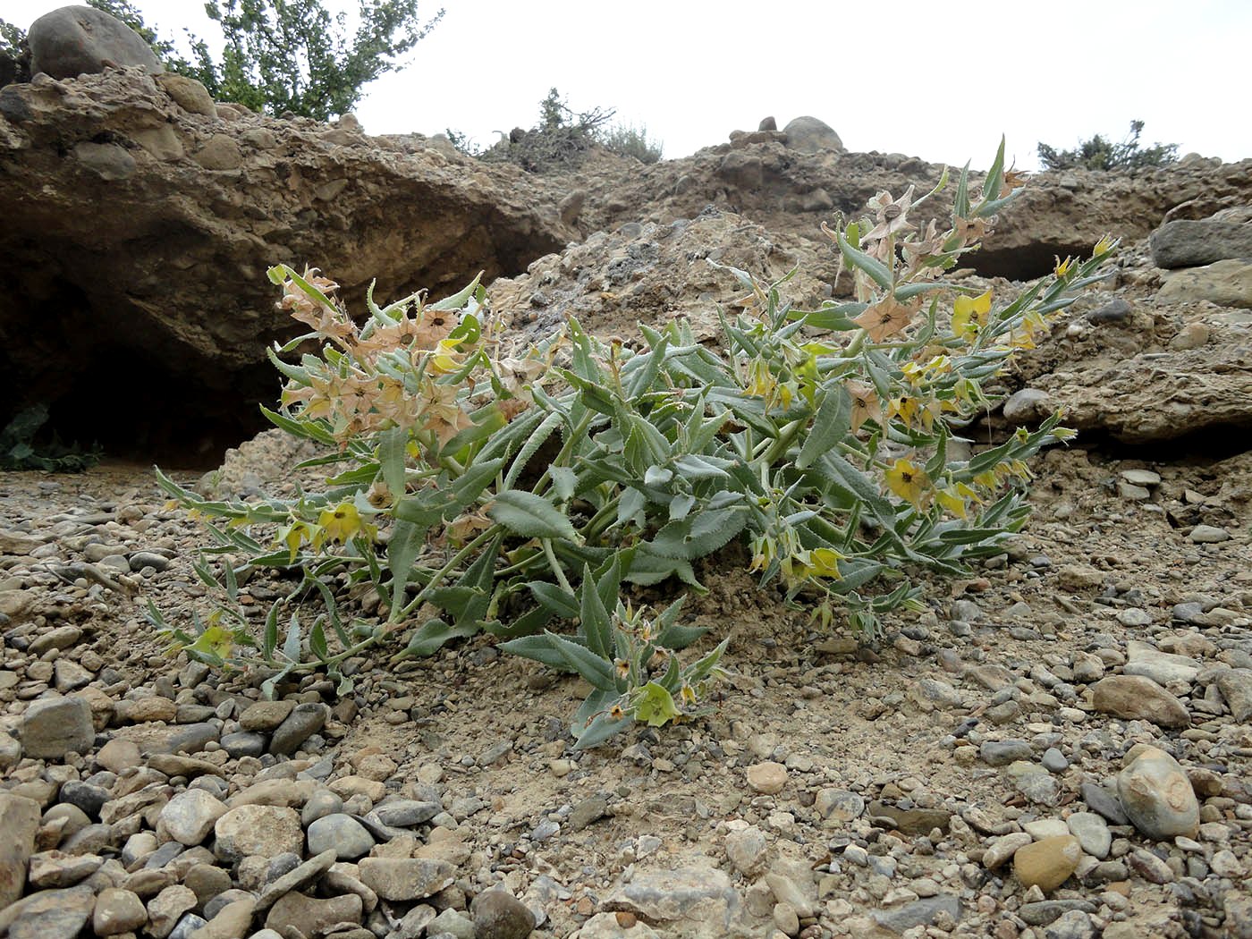 Image of Caccinia macranthera specimen.