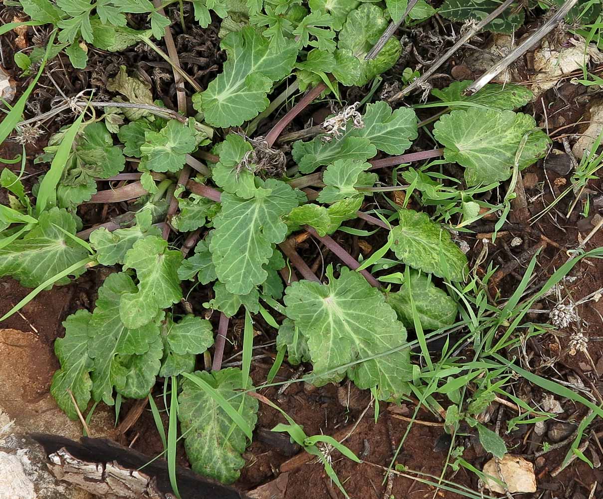 Image of Eryngium creticum specimen.