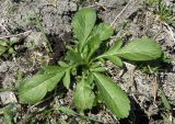 Смотреть изображение Cephalaria transsylvanica