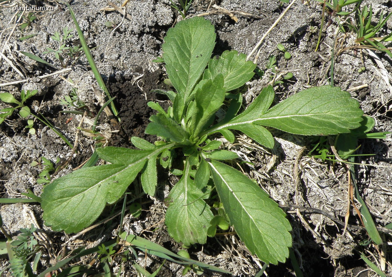 Изображение особи Cephalaria transsylvanica.