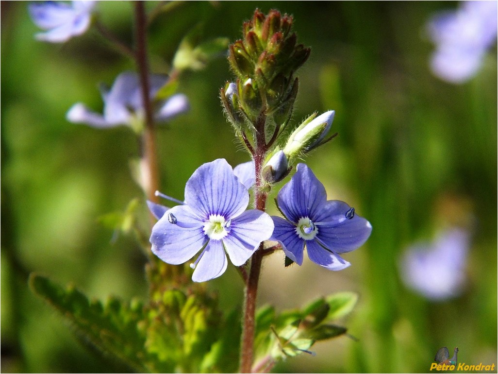 Image of Veronica chamaedrys specimen.