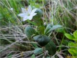 Trientalis europaea. Цветущее растение. Украина, Ивано-Франковская обл., Болеховский горсовет, Поляницкий сельсовет, Поляницкий региональный ландшафтный парк, склон горы Погар, луг. 08.06.2017.