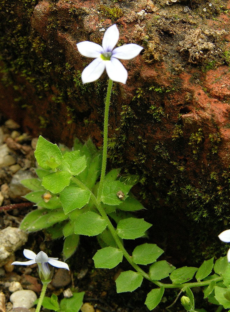 Изображение особи Lobelia pedunculata.