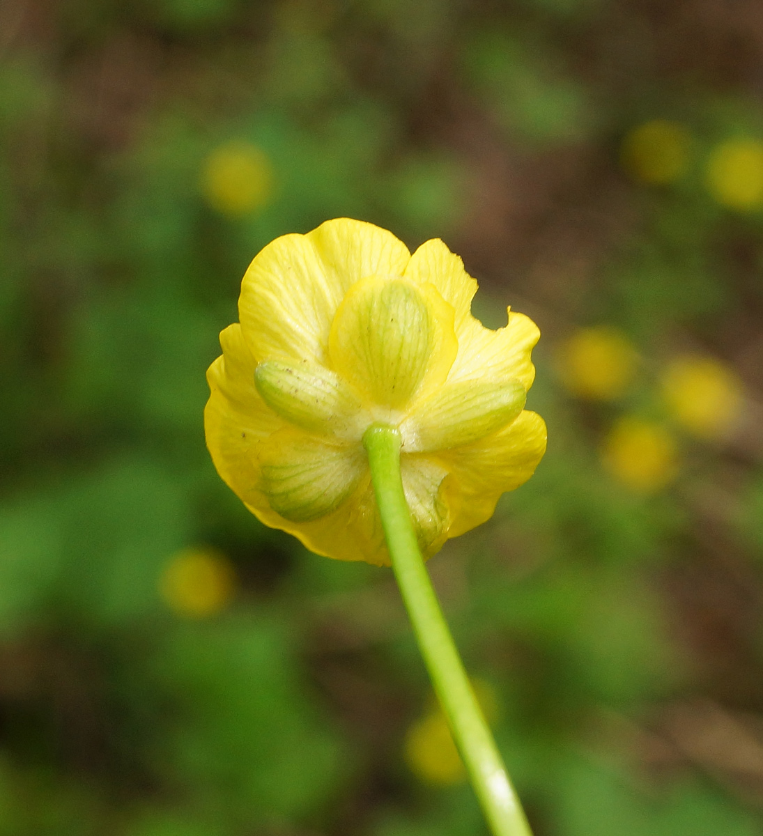 Изображение особи род Ranunculus.