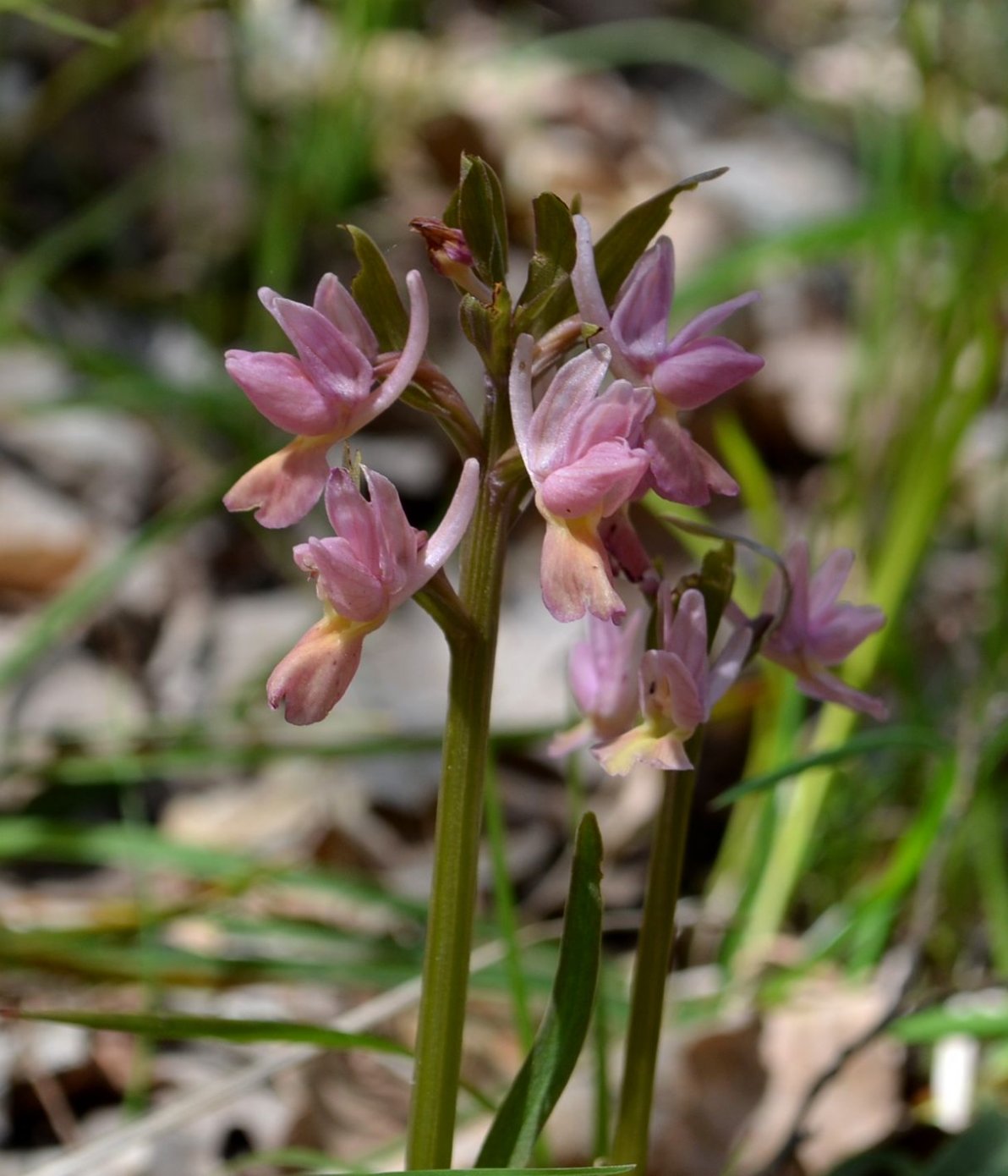 Изображение особи Dactylorhiza romana.