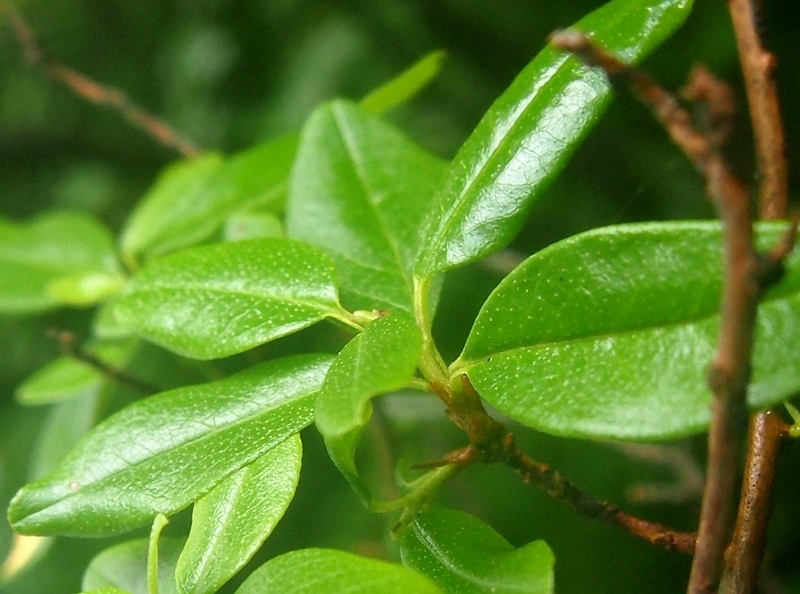 Image of Rhododendron ledebourii specimen.